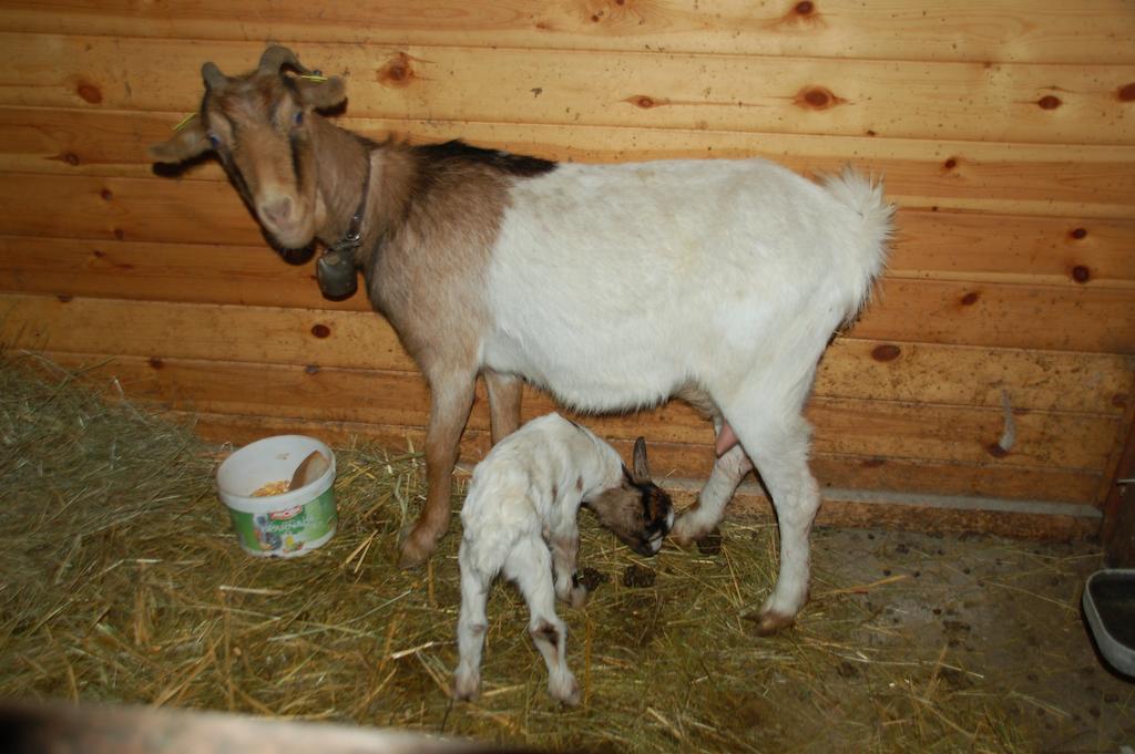 Casa Rural Restaurant Borda Patxeta カニーリョ エクステリア 写真